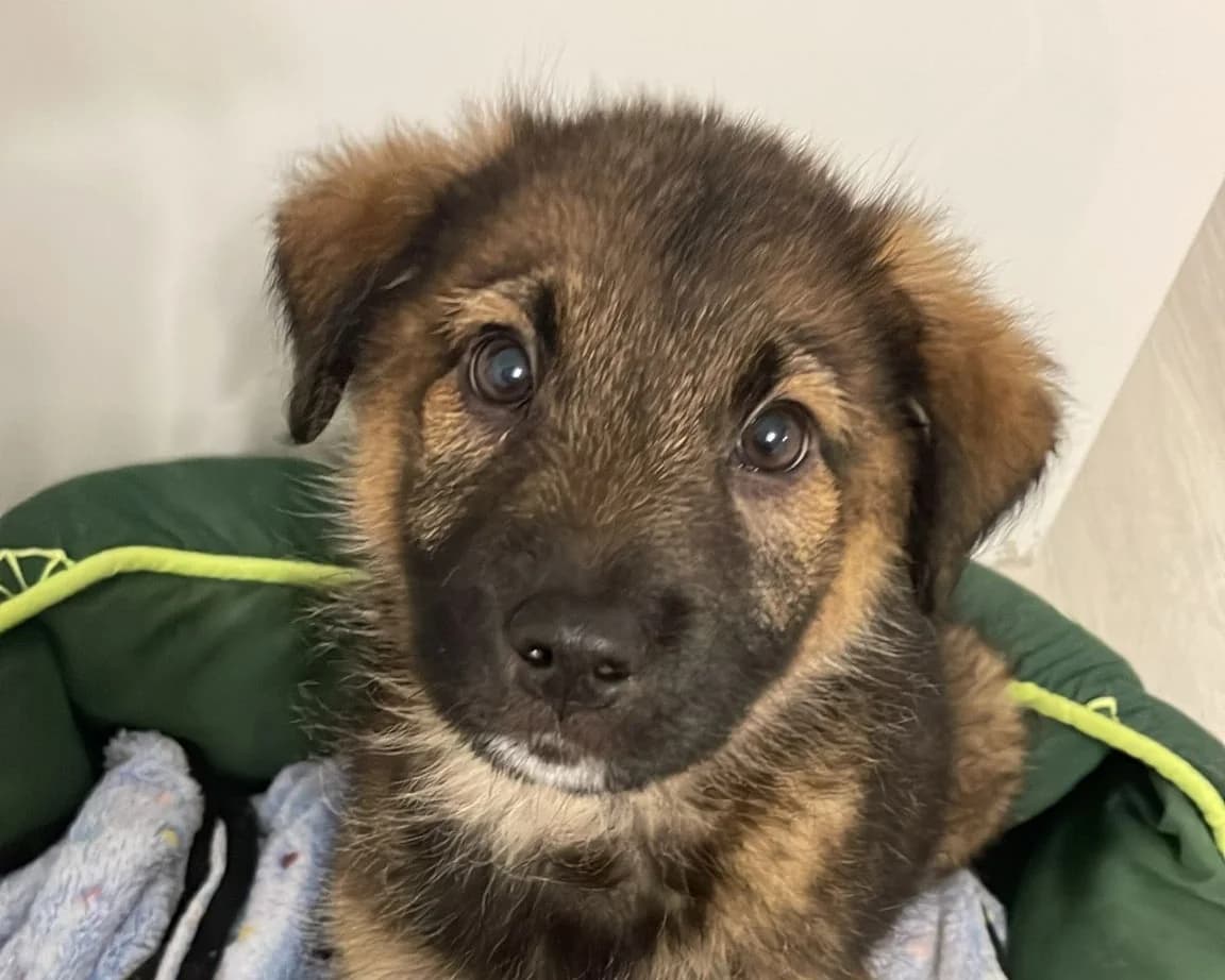 Teddy – PLZ 35581, male puppy Mixed Breed for adoption at Tierrettung International e.V.