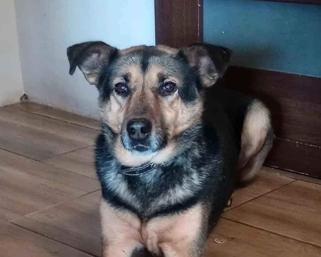 Ivana, female 7yo Mixed Breed for adoption at Tierrettung International e.V.