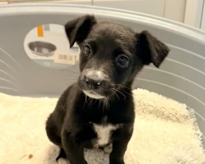 Mimi, female puppy Mixed Breed for adoption at Tierrettung International e.V.