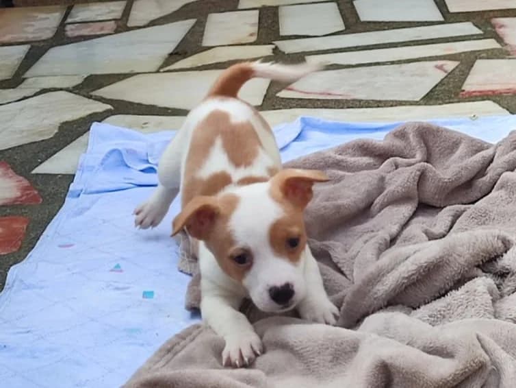 Zoey, female puppy Mixed Breed for adoption at Tierrettung International e.V.