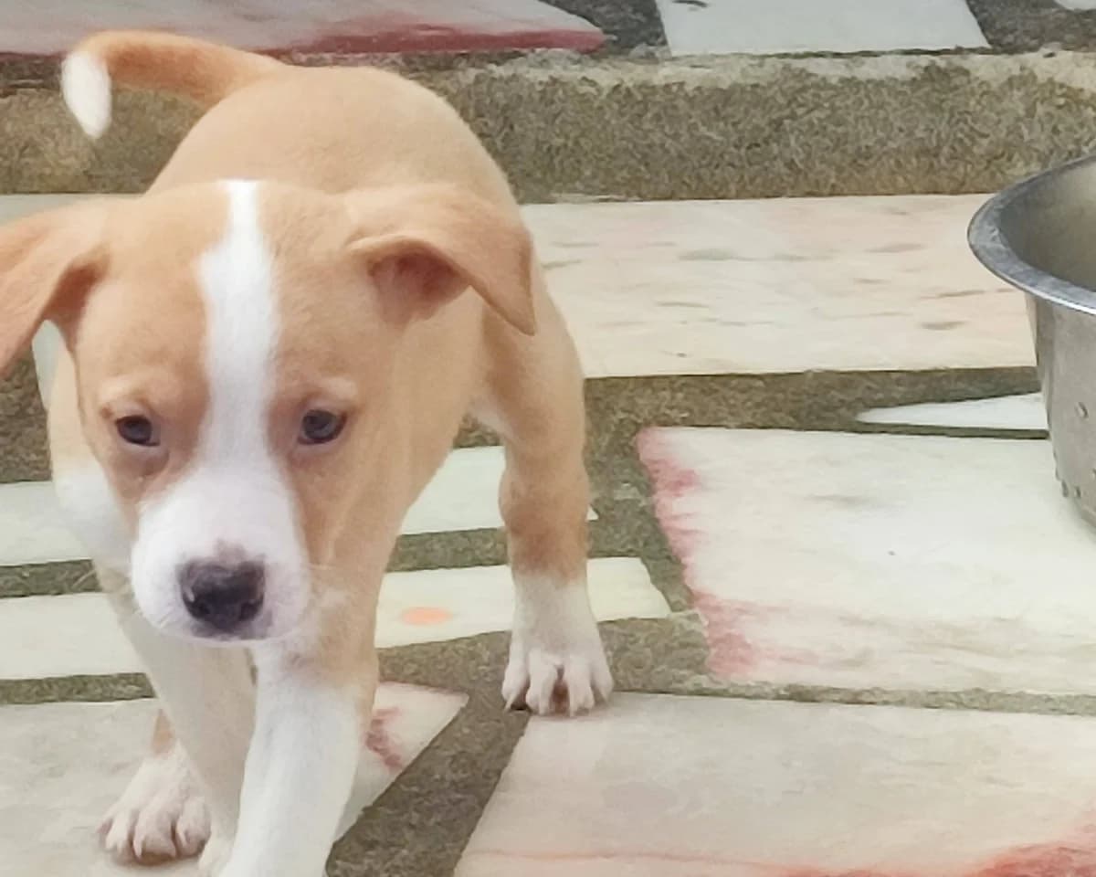 Zion, male puppy Mixed Breed for adoption at Tierrettung International e.V.