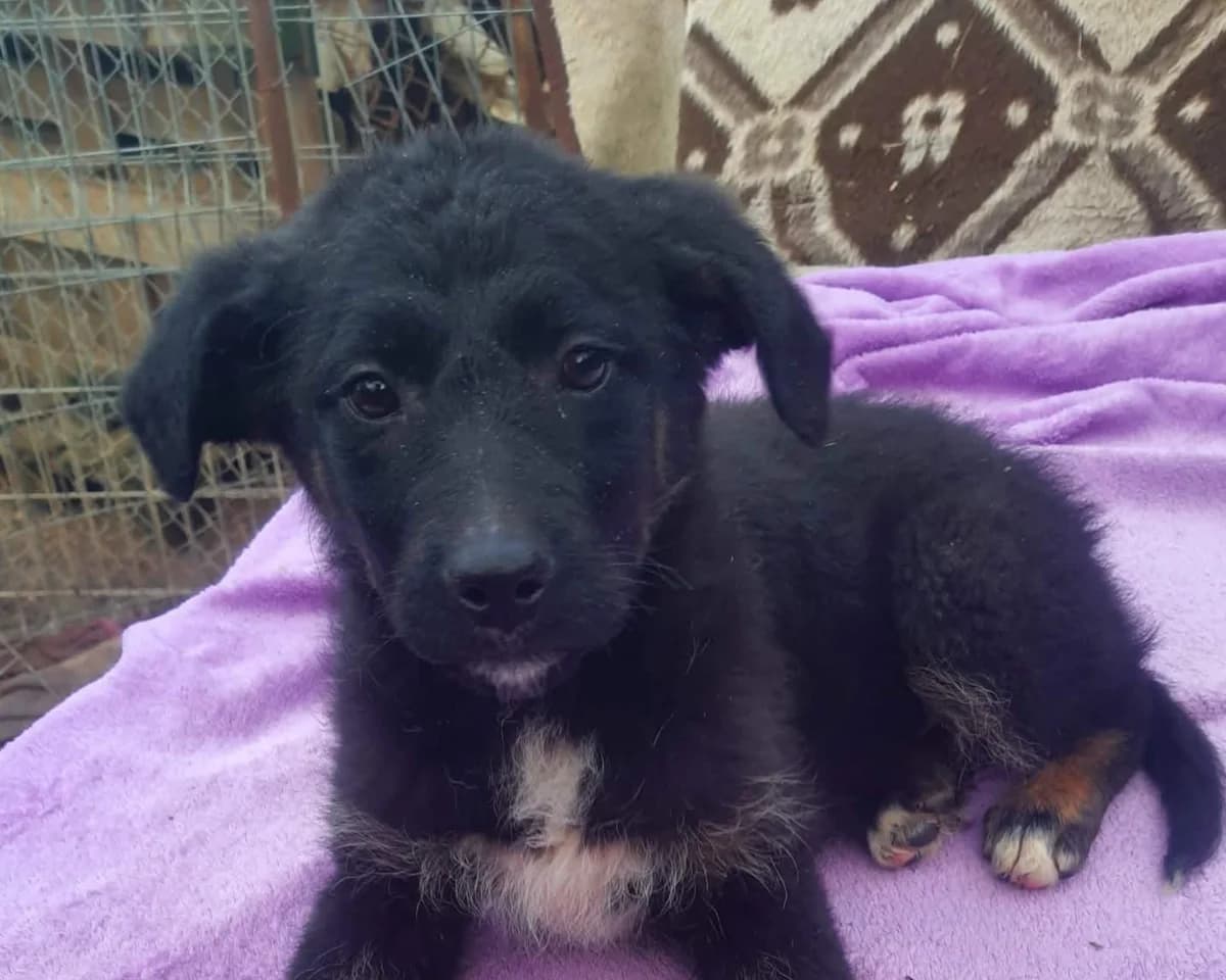 Cora, female young Mixed Breed for adoption at Tierrettung International e.V.