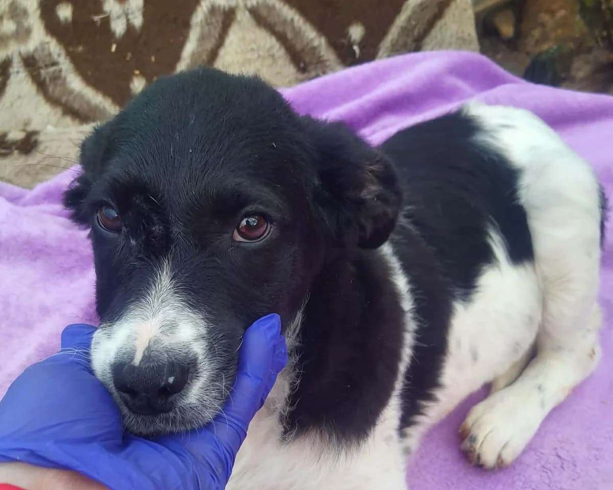 Chewie, female young Mixed Breed for adoption at Tierrettung International e.V.