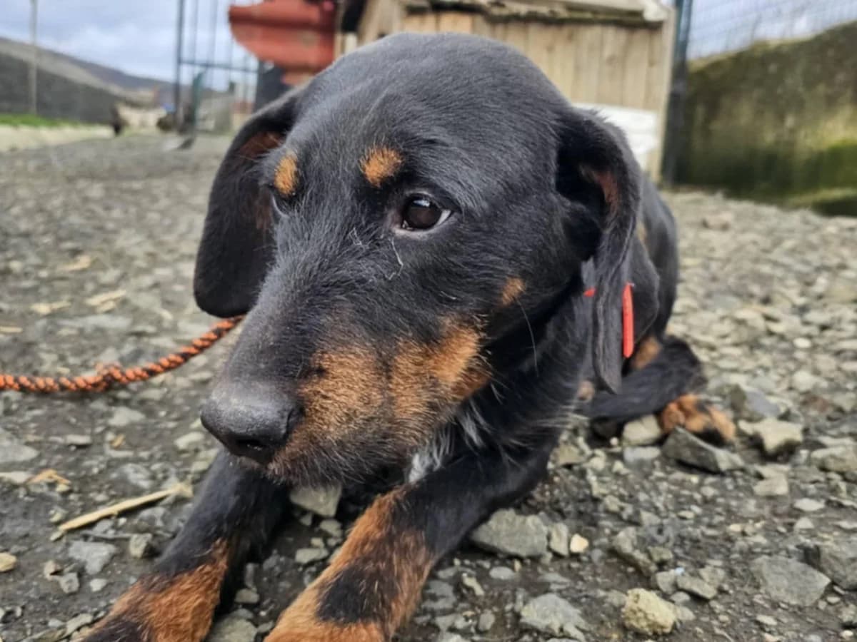 Marlon, male young Mixed Breed for adoption at Tierrettung International e.V.