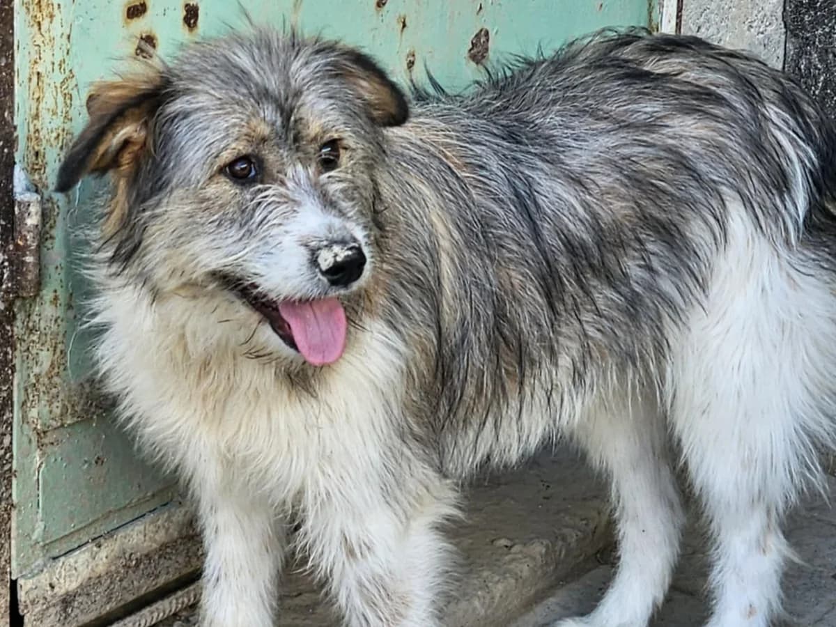Kiki – PLZ 90552, female young Mixed Breed for adoption at Tierrettung International e.V.