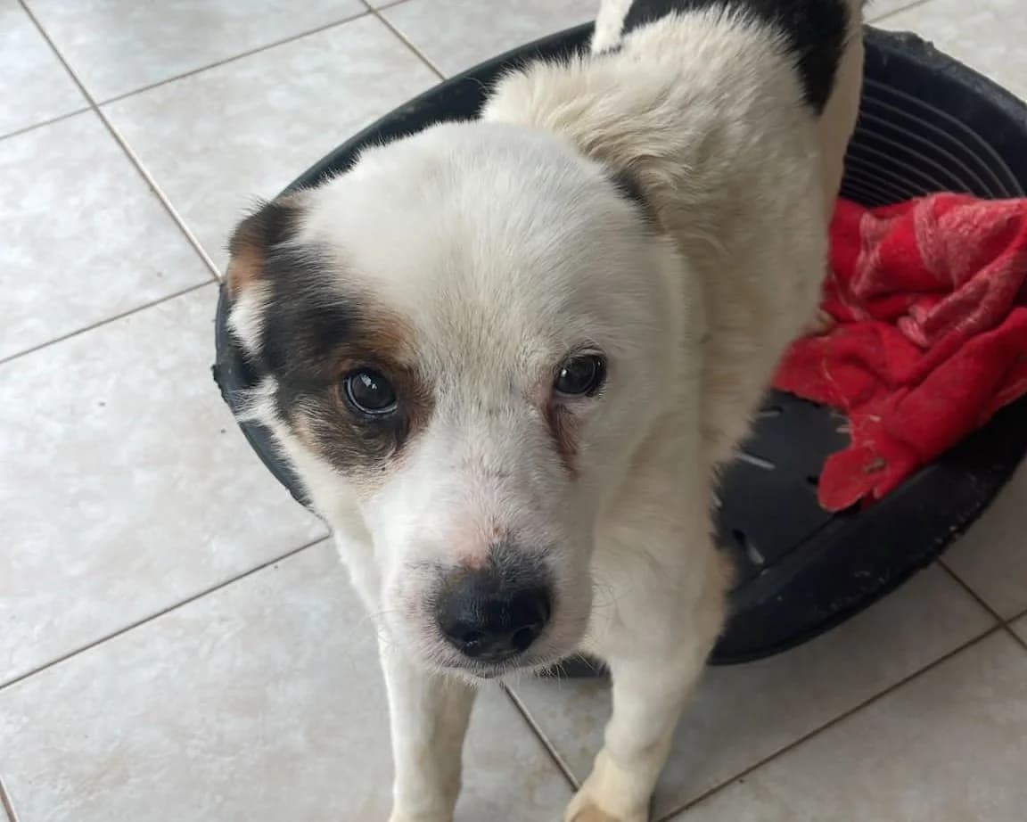Cooper, male 7yo Mixed Breed for adoption at Tierrettung International e.V.