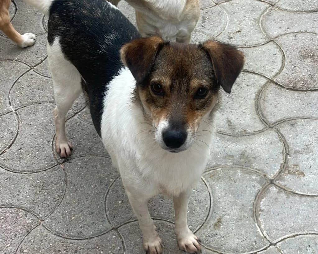 Emil, male young Mixed Breed for adoption at Tierrettung International e.V.