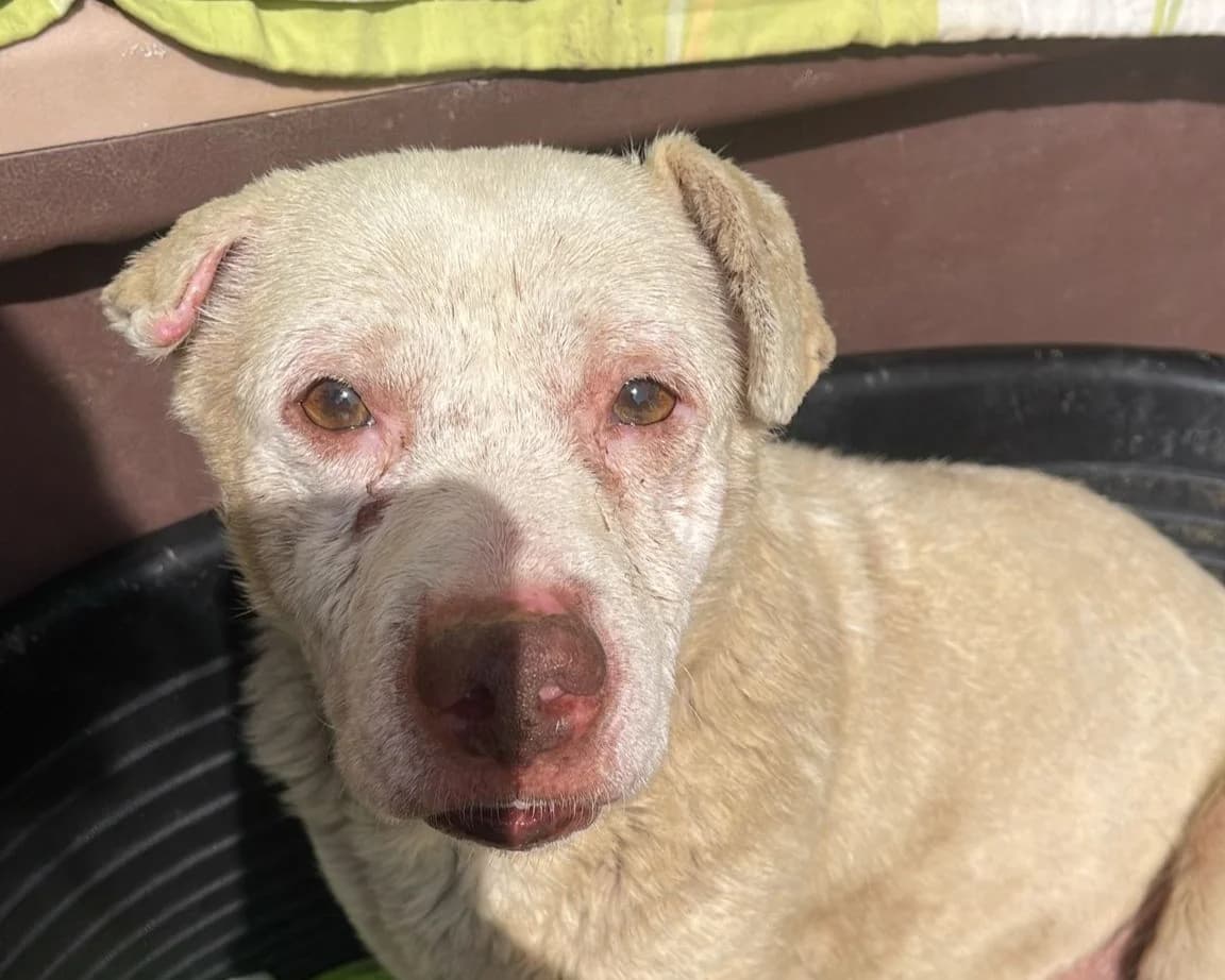 Gandalf, male senior Mixed Breed for adoption at Tierrettung International e.V.