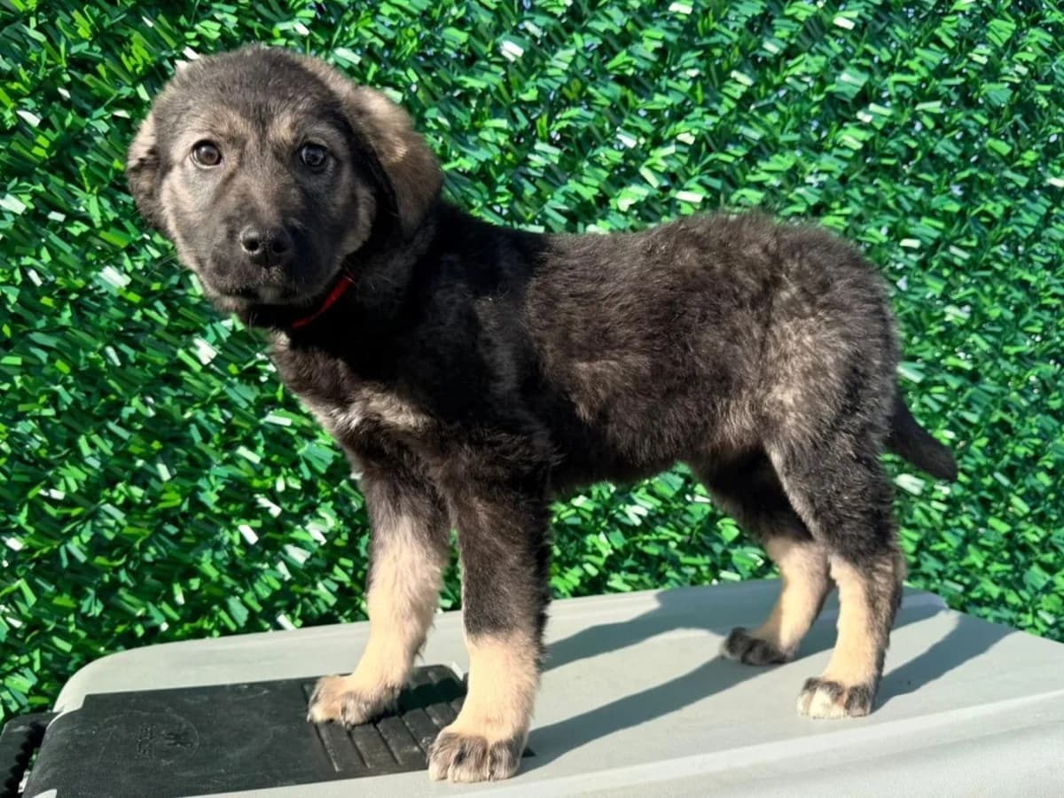 Karo, female puppy Mixed Breed for adoption at Tierrettung International e.V.