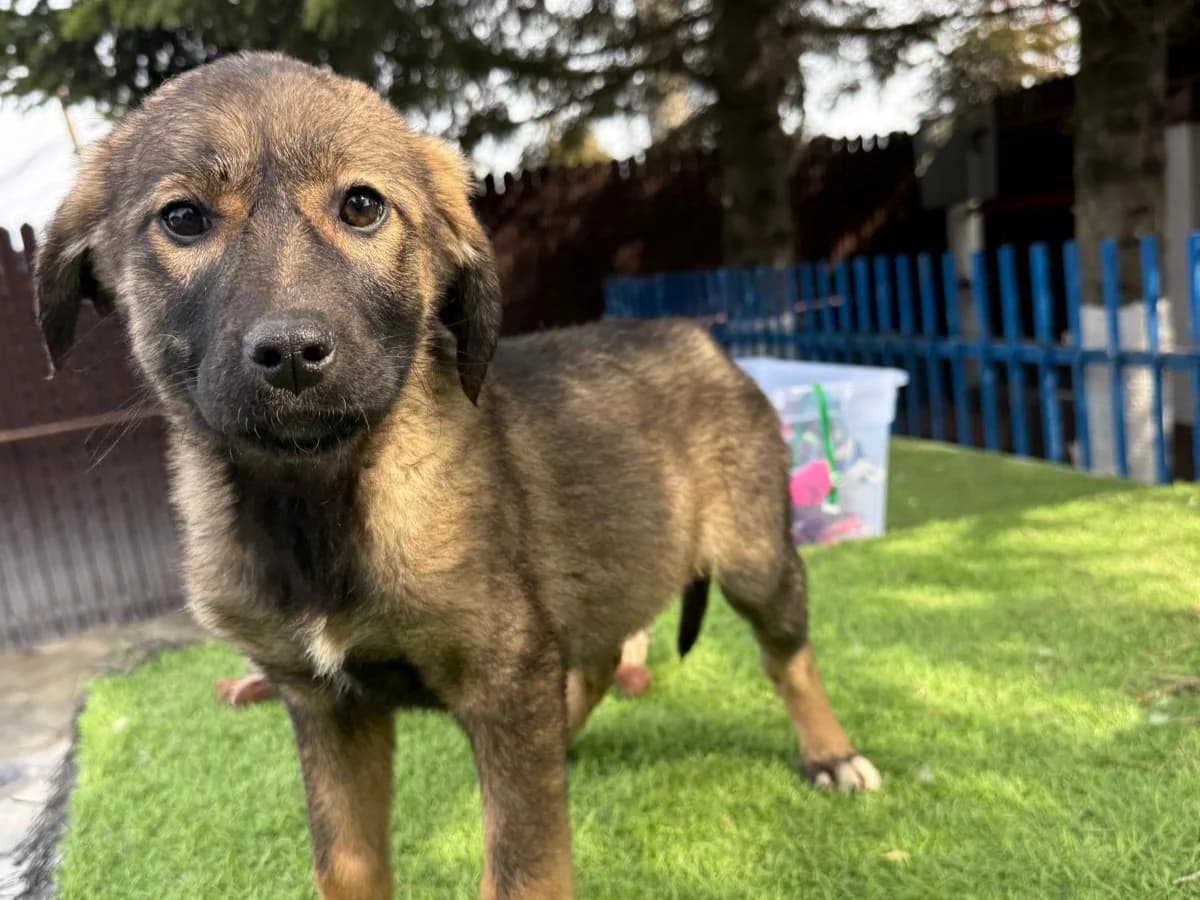 Kora, female puppy Mixed Breed for adoption at Tierrettung International e.V.
