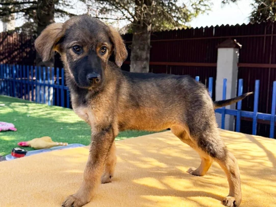 Katila, female puppy Mixed Breed for adoption at Tierrettung International e.V.