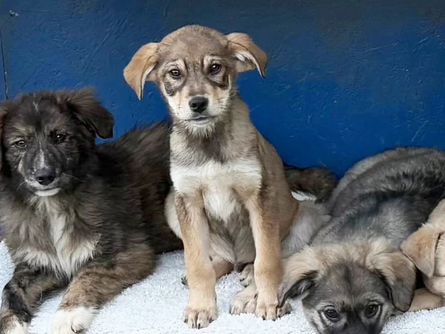 Kemi, male puppy Mixed Breed for adoption at Tierrettung International e.V.
