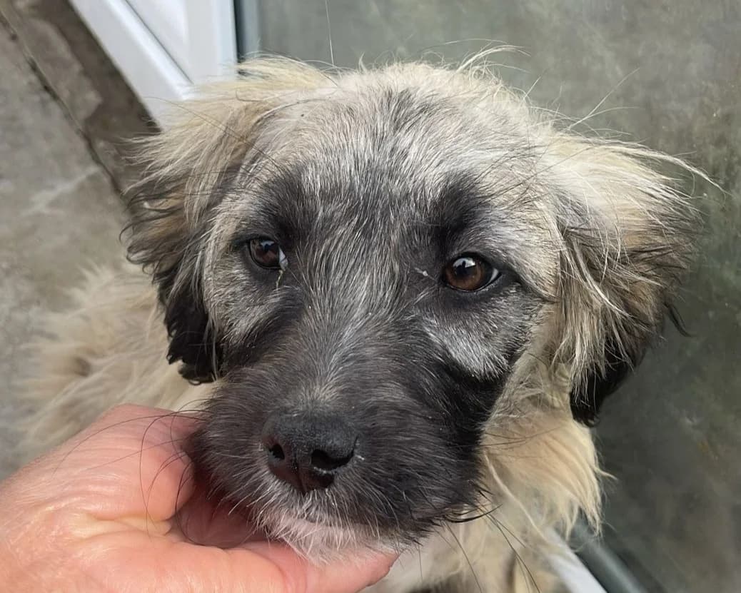 Jolie, female puppy Mixed Breed for adoption at Tierrettung International e.V.