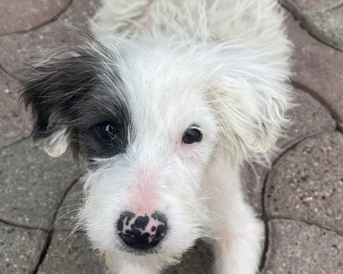 Joy, female puppy Mixed Breed for adoption at Tierrettung International e.V.