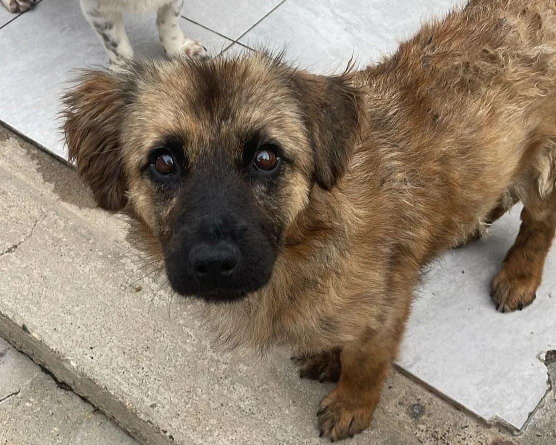 Penny, female young Mixed Breed for adoption at Tierrettung International e.V.