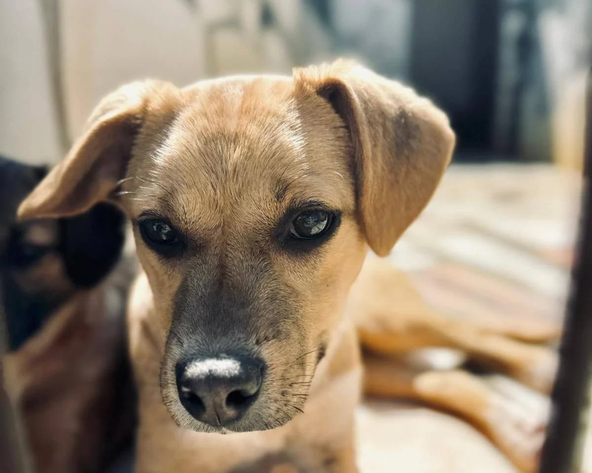 Zopf, male puppy Mixed Breed for adoption at Tierrettung International e.V.