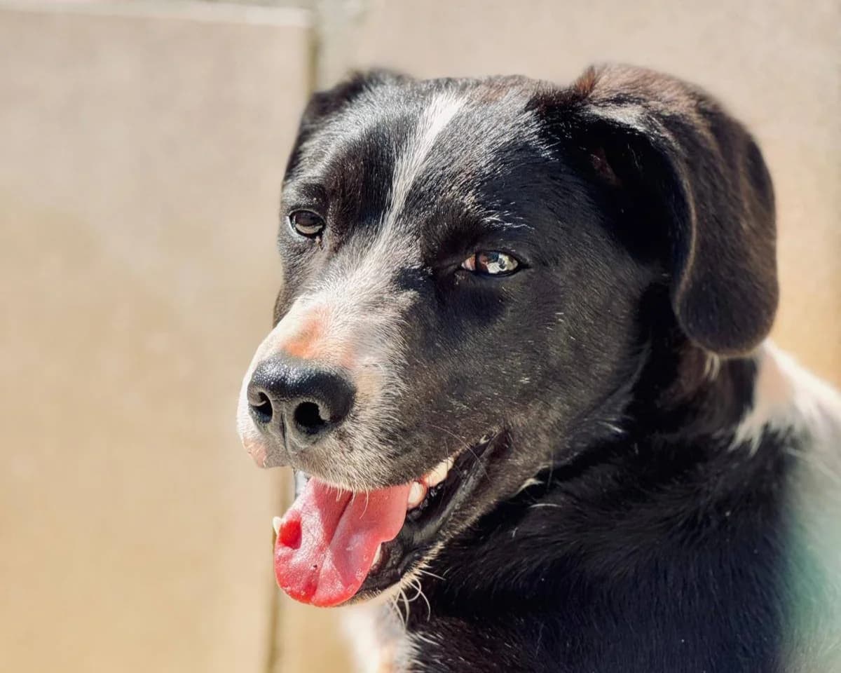 Zorro, male puppy Mixed Breed for adoption at Tierrettung International e.V.