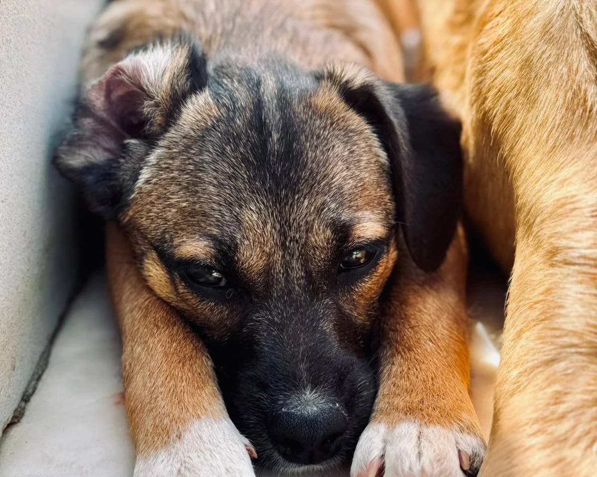 Zöpfchen, female puppy Mixed Breed for adoption at Tierrettung International e.V.
