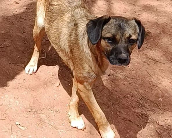 Zöpfchen, female young Mixed Breed for adoption at Tierrettung International e.V.