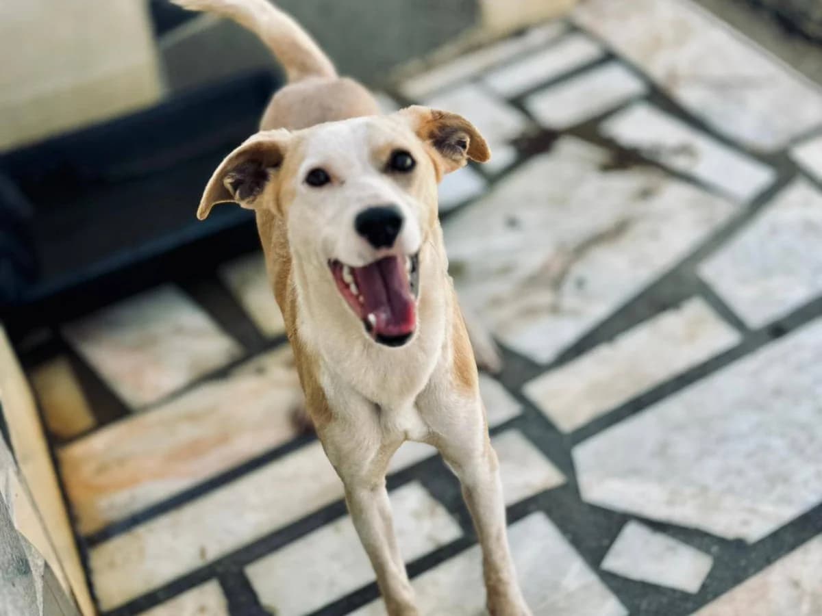 Zendaya, female young Mixed Breed for adoption at Tierrettung International e.V.