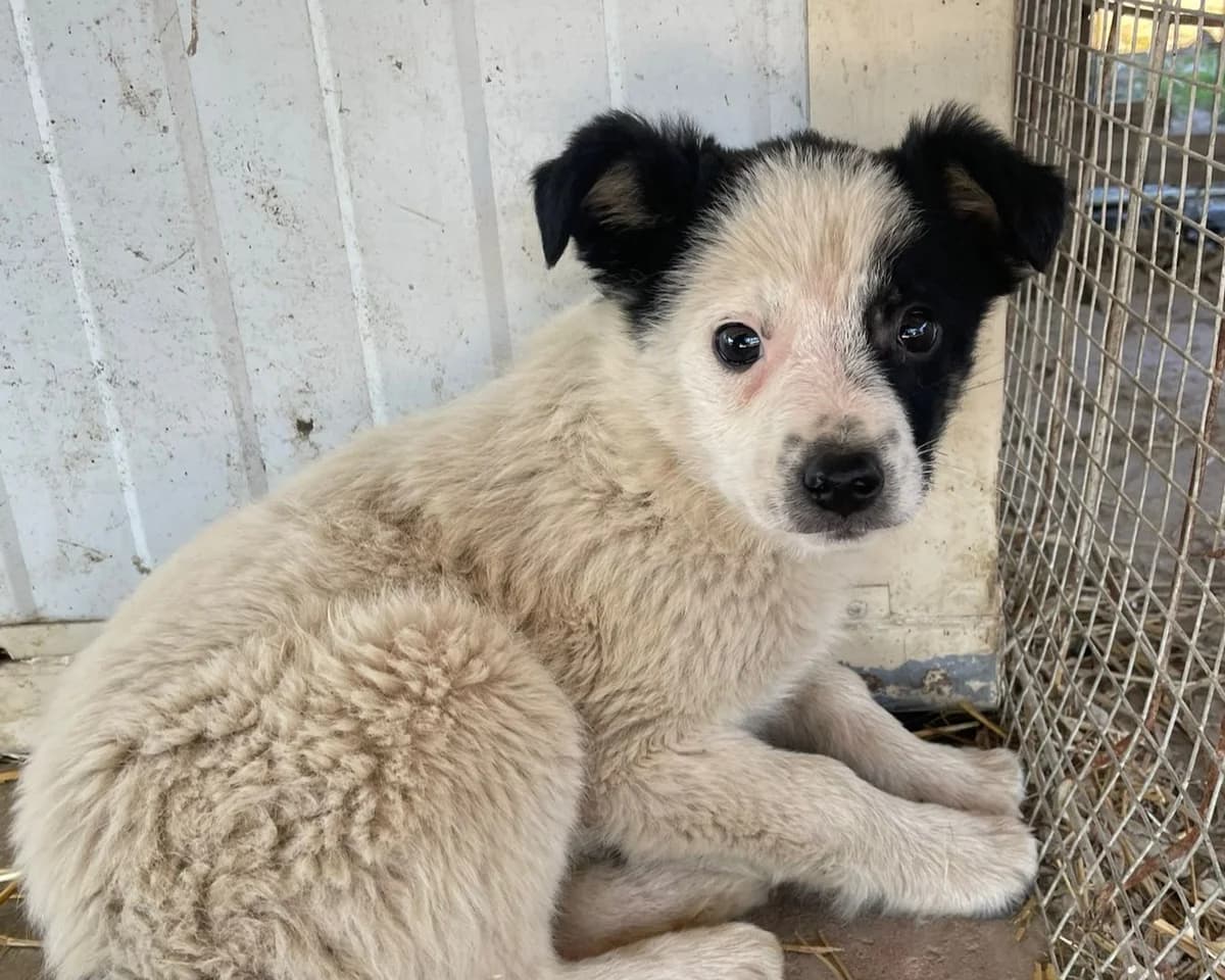 Wuschel, male puppy Mixed Breed for adoption at Tierrettung International e.V.