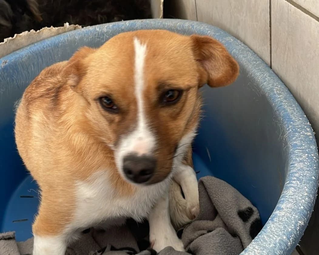 Ella, female young Mixed Breed for adoption at Tierrettung International e.V.