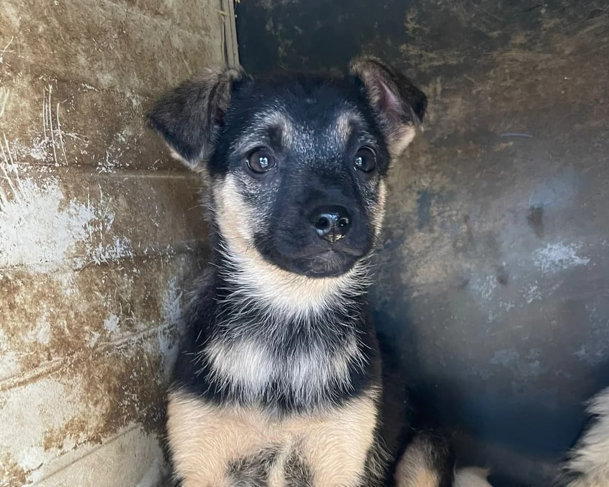 Olli, male puppy Mixed Breed for adoption at Tierrettung International e.V.
