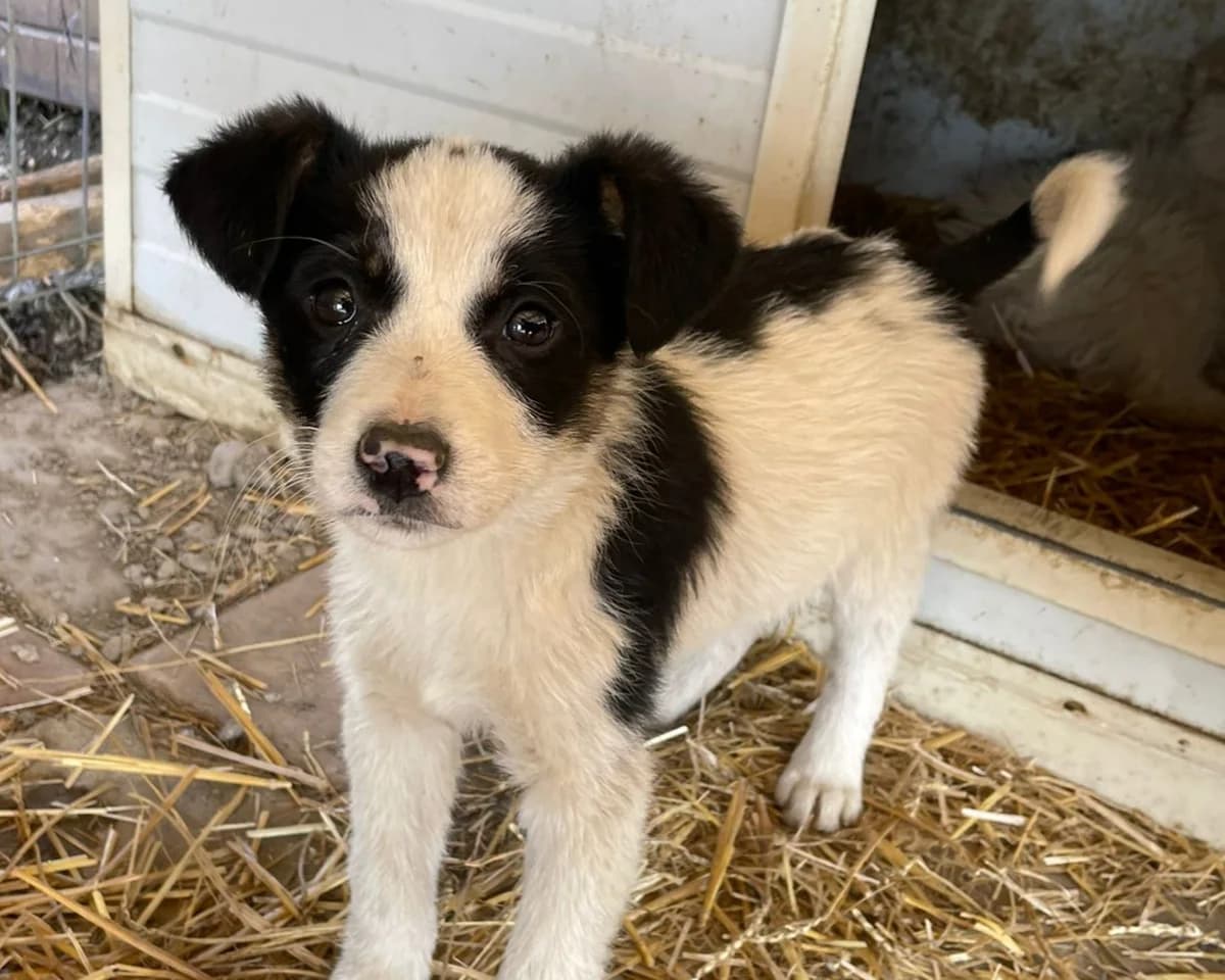 Rico, male puppy Mixed Breed for adoption at Tierrettung International e.V.