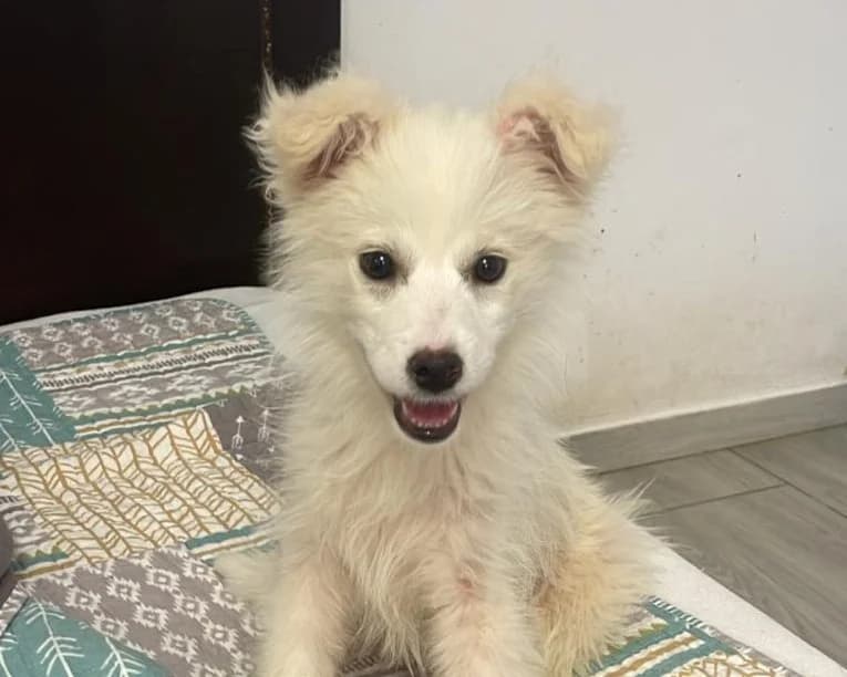 Luna, female puppy Mixed Breed for adoption at Tierrettung International e.V.