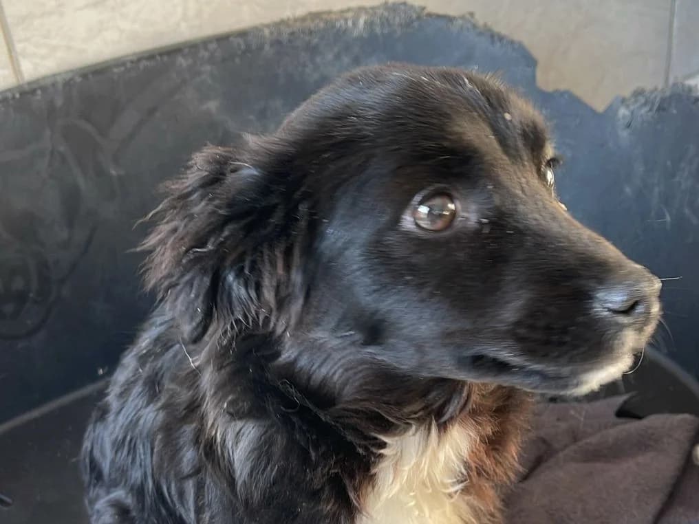 Paula – PLZ 84570, female puppy Mixed Breed for adoption at Tierrettung International e.V.