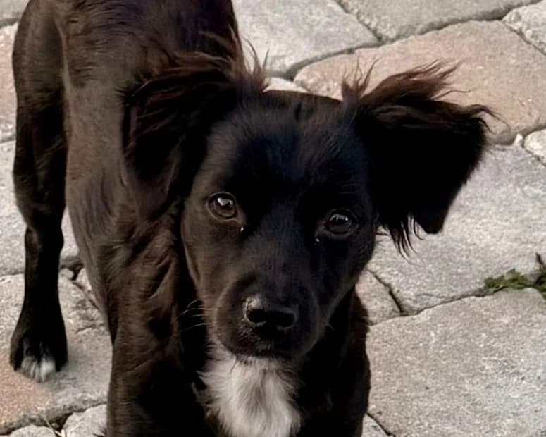 Paula – PLZ 84570, female young Mixed Breed for adoption at Tierrettung International e.V.