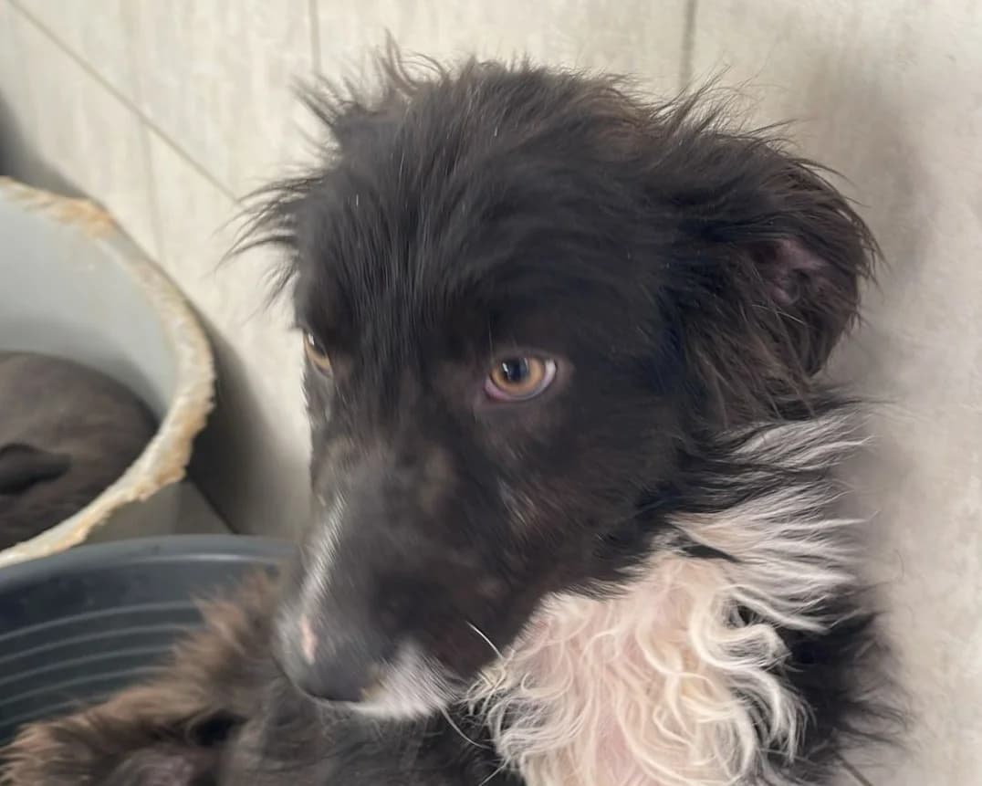 Ruby, female puppy Mixed Breed for adoption at Tierrettung International e.V.