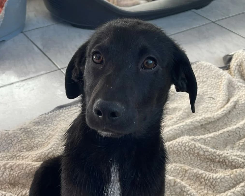 Perdita, female puppy Mixed Breed for adoption at Tierrettung International e.V.