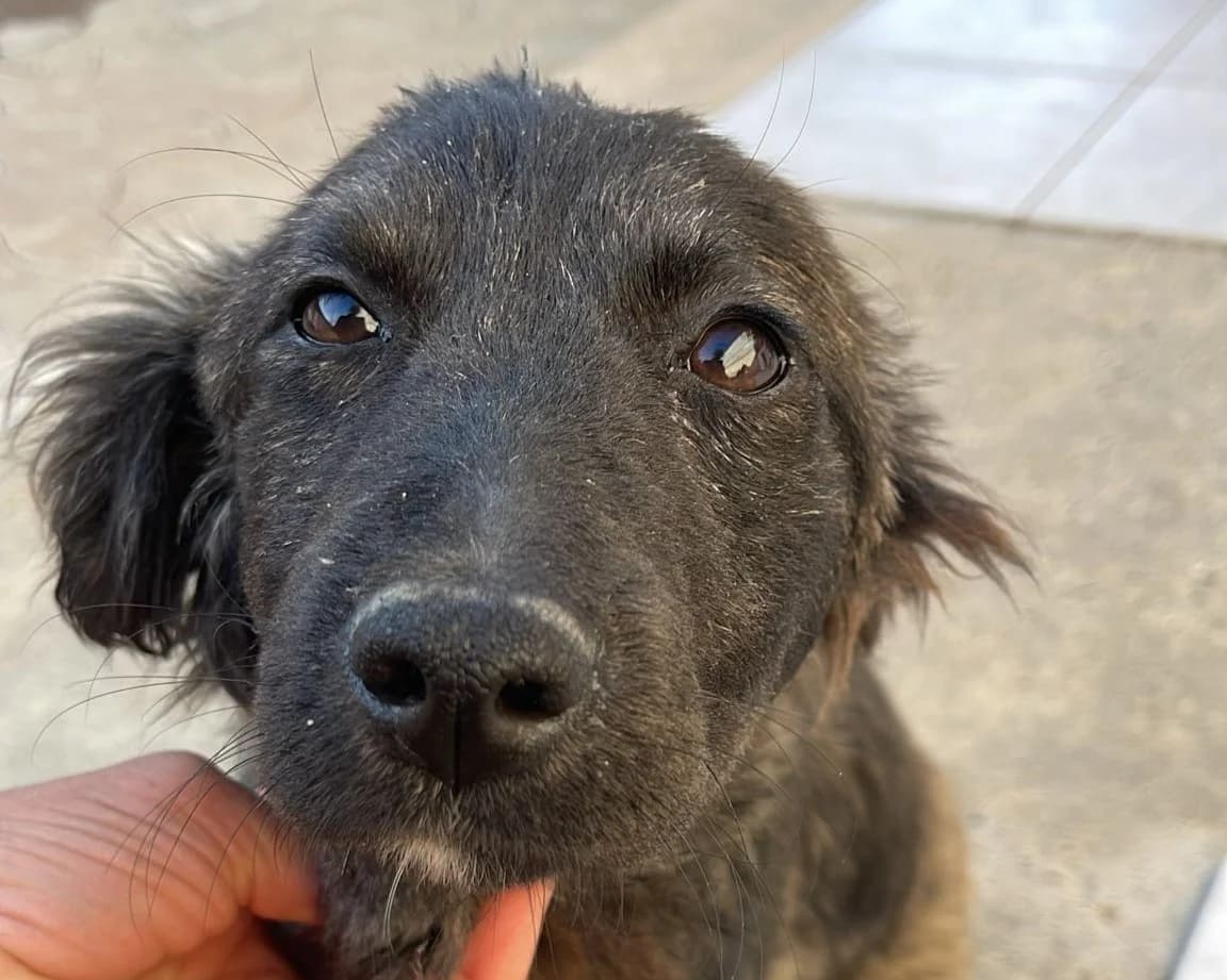 Polly, female puppy Mixed Breed for adoption at Tierrettung International e.V.