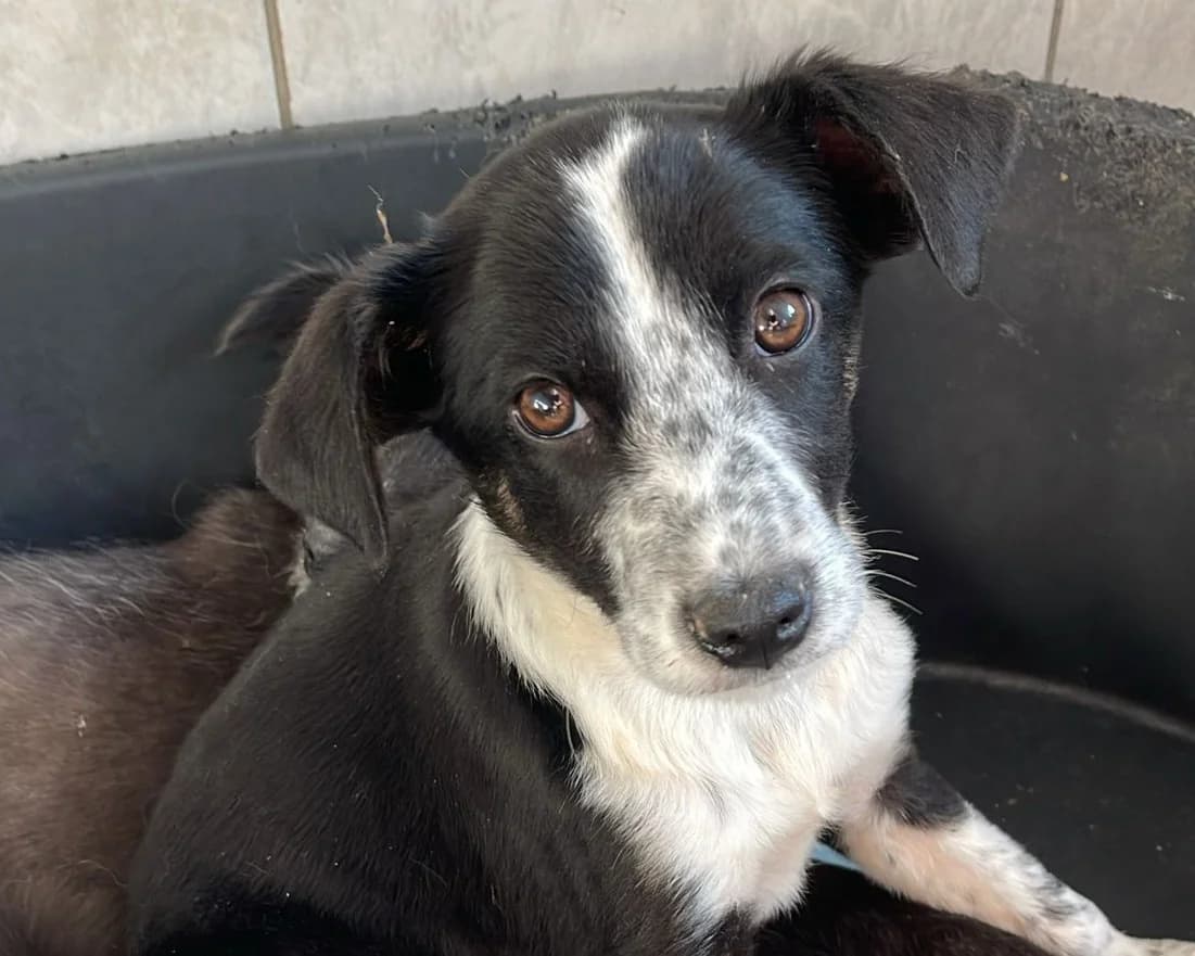 Pippilotta, female puppy Mixed Breed for adoption at Tierrettung International e.V.