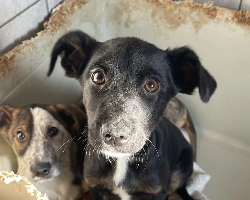 Peaches, female puppy Mixed Breed for adoption at Tierrettung International e.V.