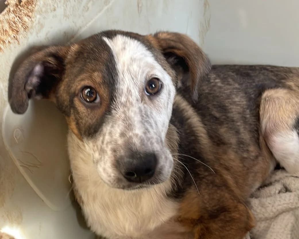 Bradley, male puppy Mixed Breed for adoption at Tierrettung International e.V.