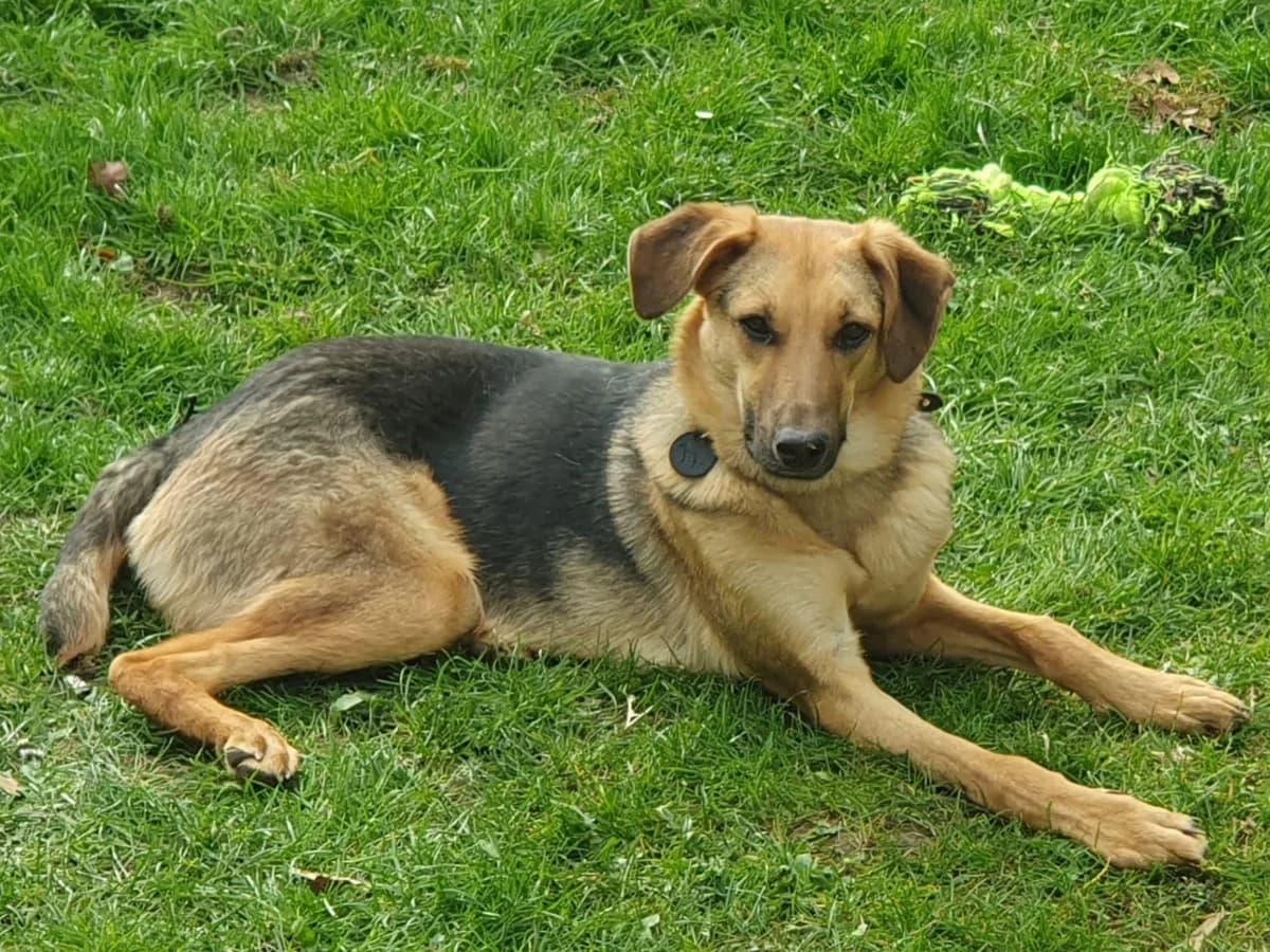 Elfi – PLZ 40670, female young Mixed Breed for adoption at Tierrettung International e.V.