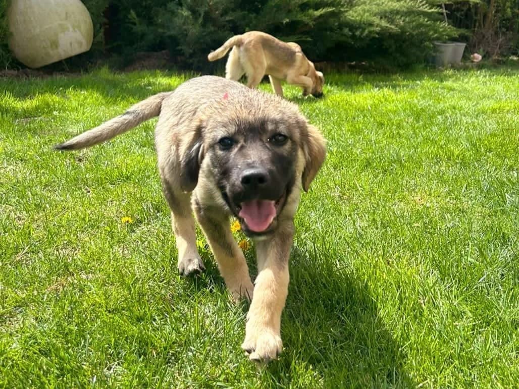 Kjron, male puppy Mixed Breed for adoption at Tierrettung International e.V.