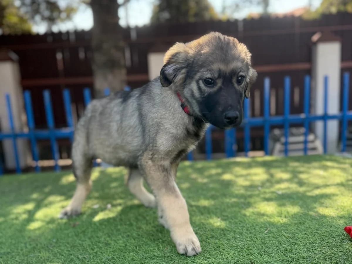 Kevin, male puppy Mixed Breed for adoption at Tierrettung International e.V.