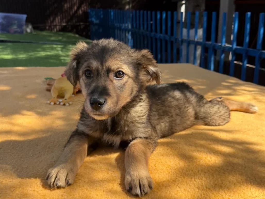 Kanja, female puppy Mixed Breed for adoption at Tierrettung International e.V.