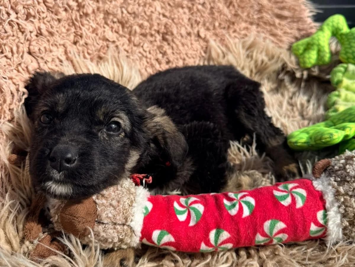 Kyra, female puppy Mixed Breed for adoption at Tierrettung International e.V.
