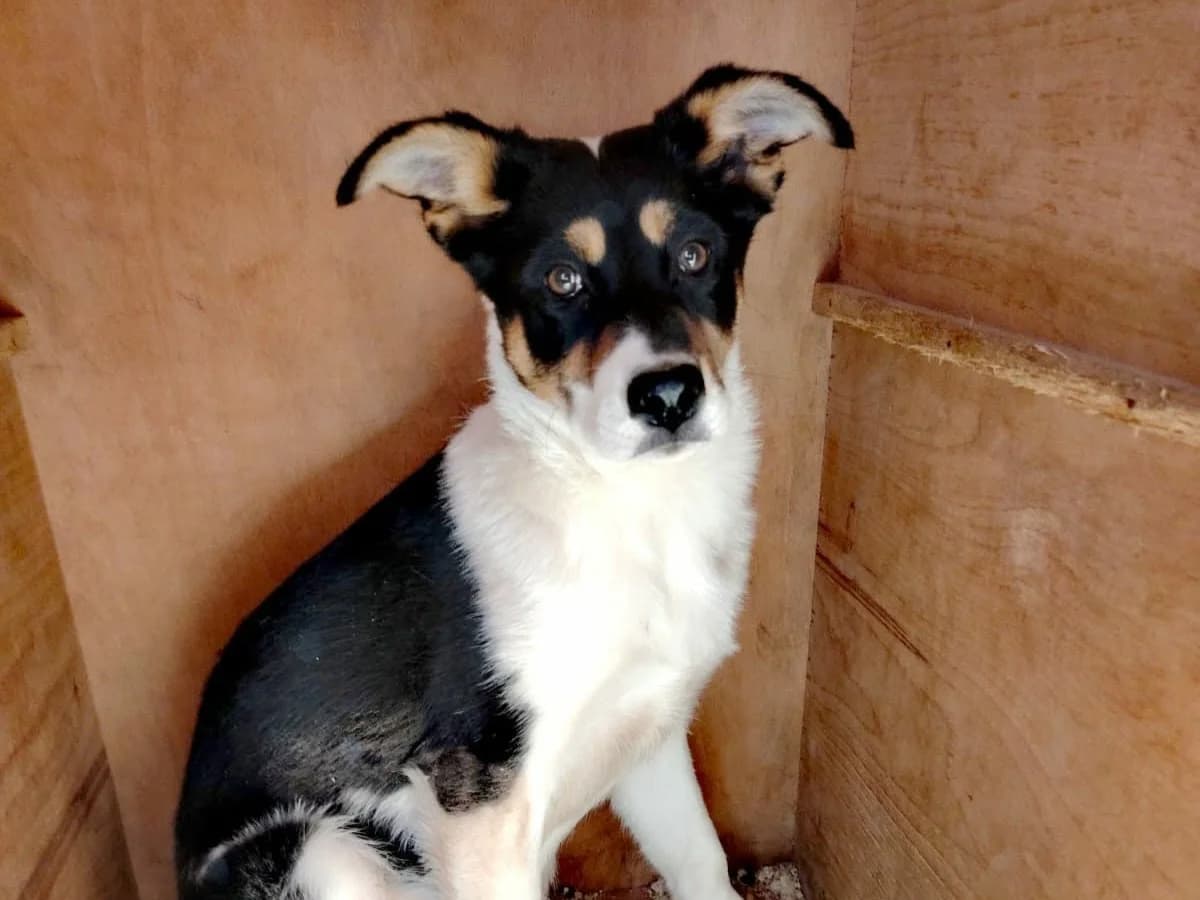 Simona, female puppy Mixed Breed for adoption at Tierrettung International e.V.