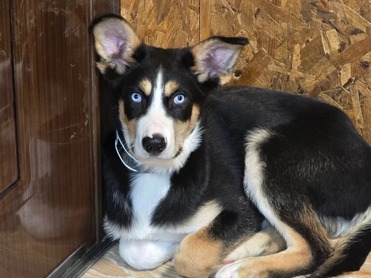 Simba Nuka, male puppy Mixed Breed for adoption at Tierrettung International e.V.