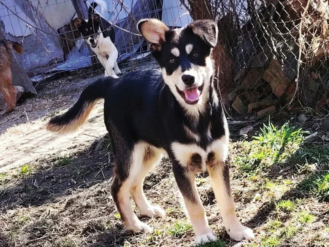 Scotty, male puppy Mixed Breed for adoption at Tierrettung International e.V.