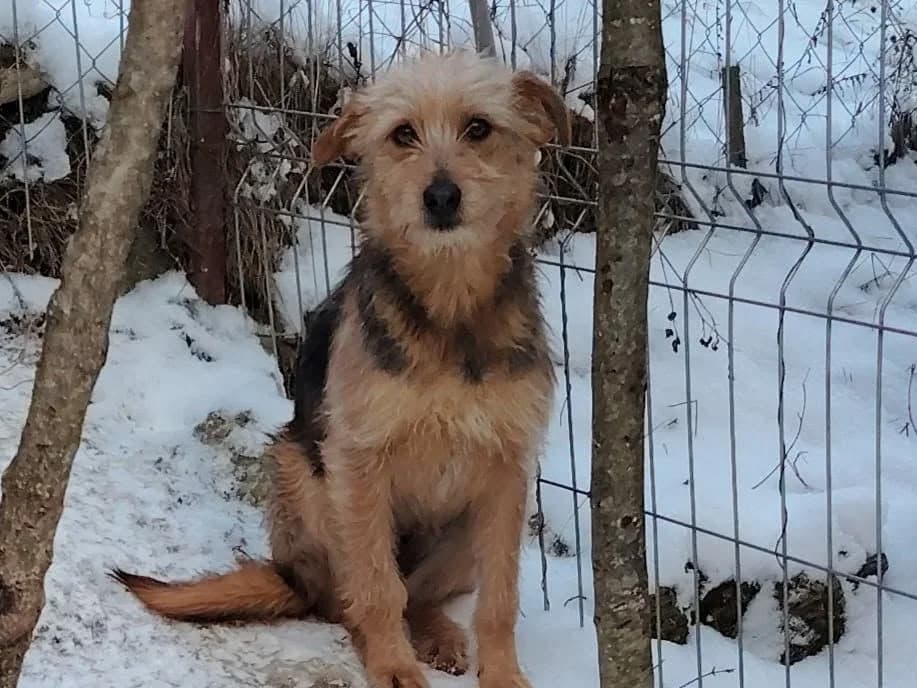 Electra – PLZ 76187, female young Mixed Breed for adoption at Tierrettung International e.V.