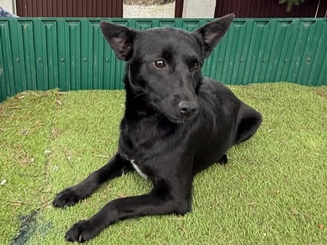 Polina, female young Mixed Breed for adoption at Tierrettung International e.V.