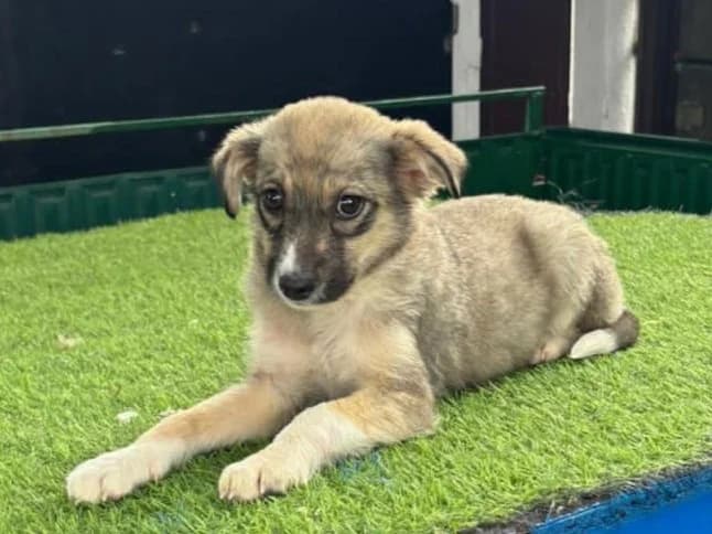 Stela, female puppy Mixed Breed for adoption at Tierrettung International e.V.