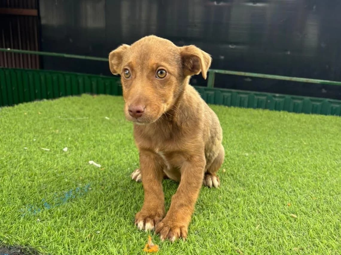 Stefy, female puppy Mixed Breed for adoption at Tierrettung International e.V.