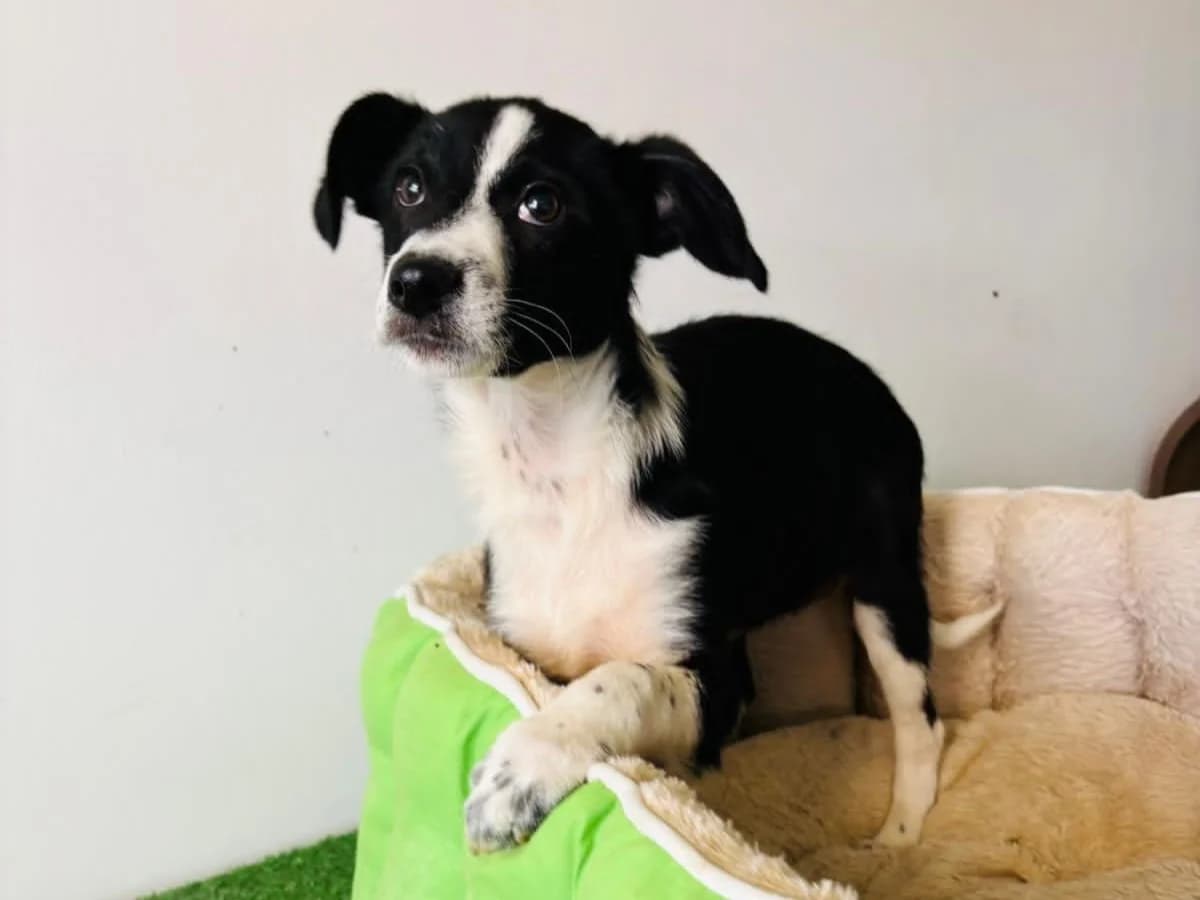 Ghina, female puppy Mixed Breed for adoption at Tierrettung International e.V.
